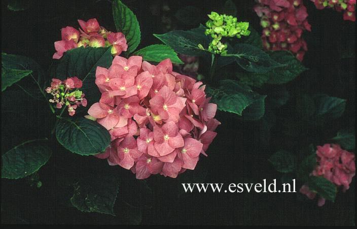 Hydrangea macrophylla 'Enziandom'