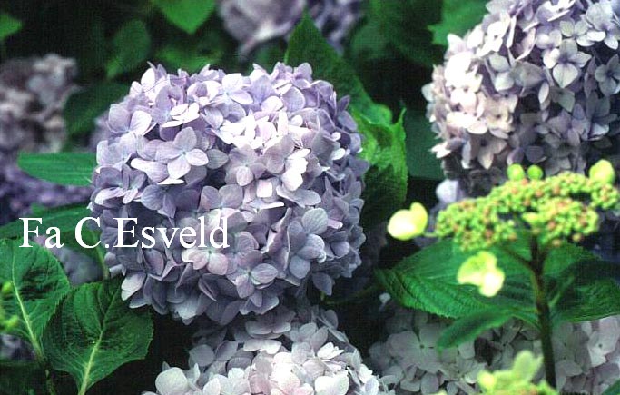 Hydrangea macrophylla 'Amethyst' (MAGICAL AMETHYST)