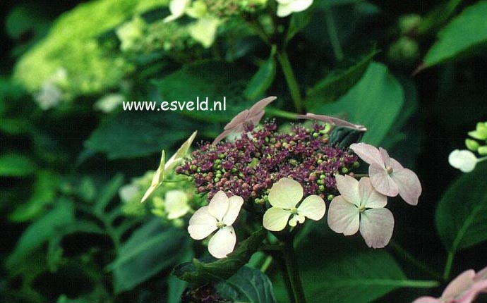 Hydrangea macrophylla 'Aduarda'