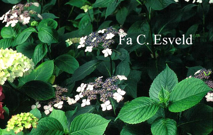 Hydrangea macrophylla 'Mariesii Lilacina'