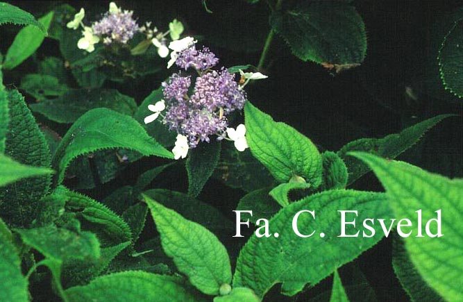 Hydrangea involucrata