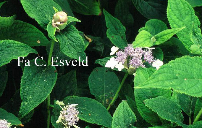 Hydrangea involucrata