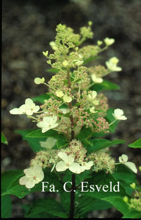 Hydrangea paniculata 'Skylight'