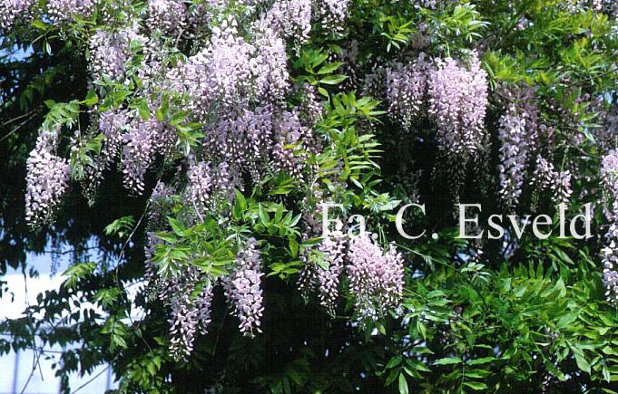 Wisteria floribunda 'Honbeni' (PinkIce/Rosea)