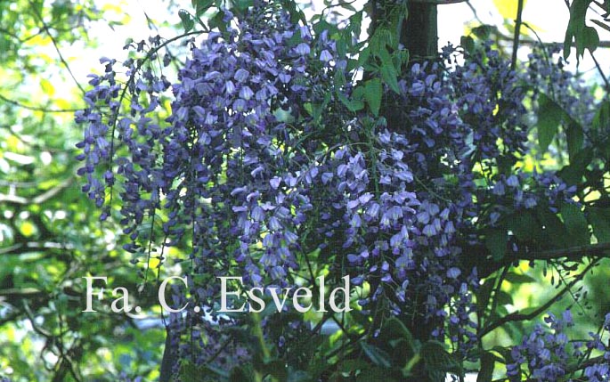 Wisteria floribunda 'Domino' (Issai)