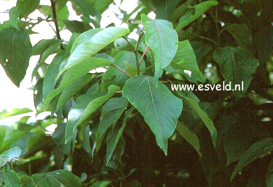 Populus szechuanica