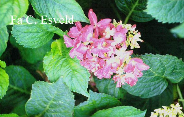 Hydrangea macrophylla 'Freudenstein'