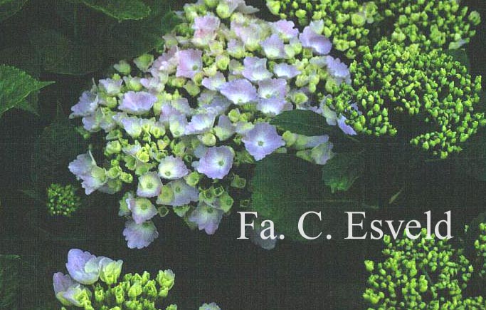 Hydrangea macrophylla 'Homigo' (HOVARIA)