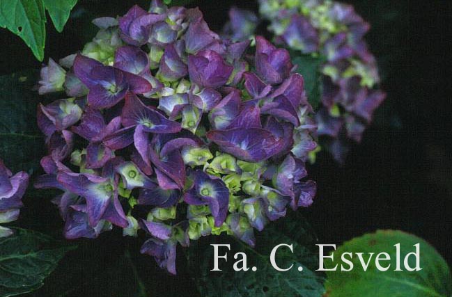 Hydrangea macrophylla 'Renate Steiniger'