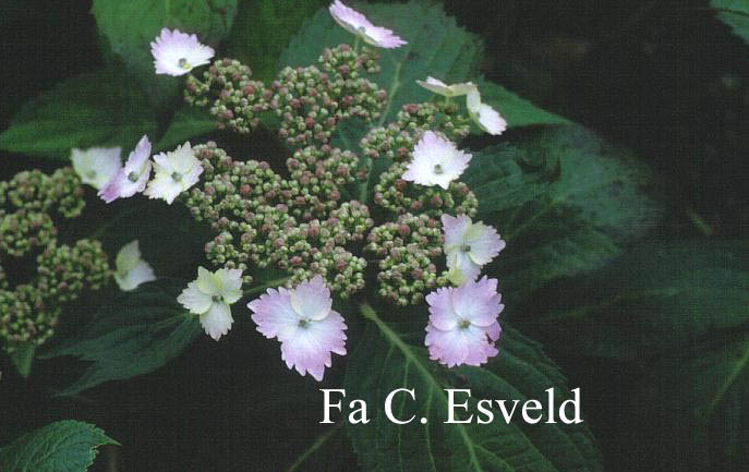 Hydrangea macrophylla 'Mariesii Lilacina'