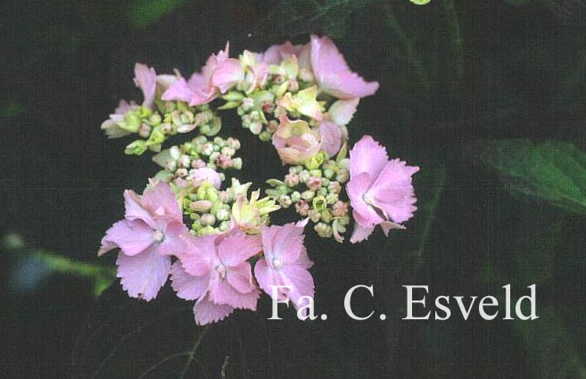 Hydrangea serrata 'Blue Deckle'