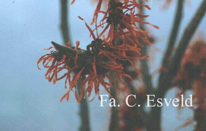 Hamamelis intermedia 'Feuerzauber'