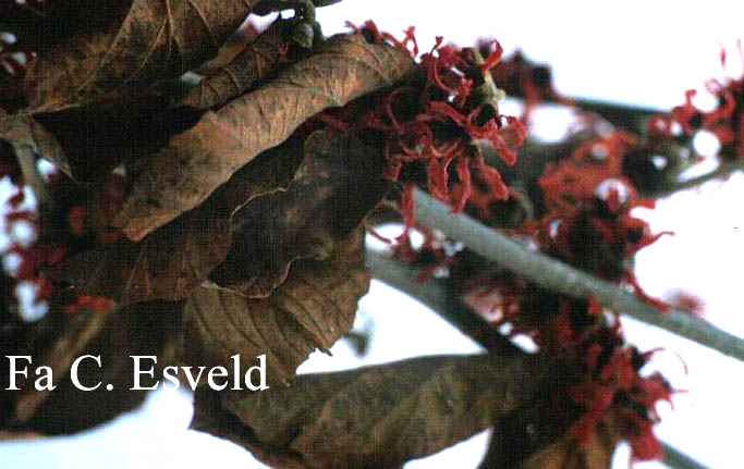 Hamamelis intermedia 'Rubin'