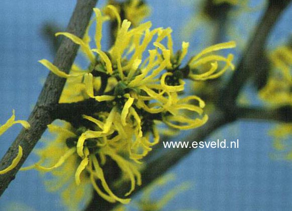 Hamamelis intermedia 'Wiero'