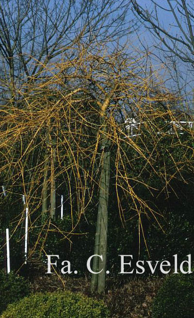 Fraxinus excelsior 'Aurea Pendula'