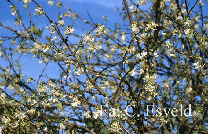 Lonicera fragrantissima