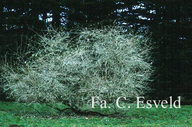 Elaeagnus angustifolia