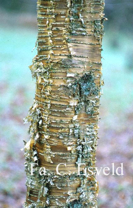 Betula alleghaniensis