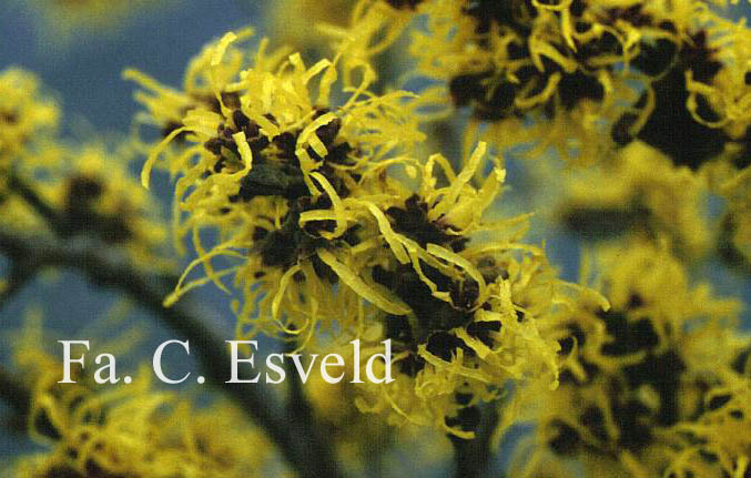 Hamamelis mollis 'Fred Chittenden' (=Pallida)