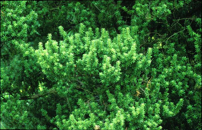 Podocarpus totara