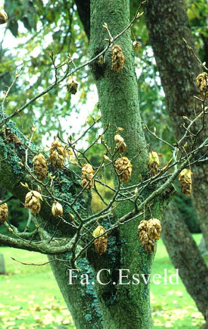 Carpinus cordata