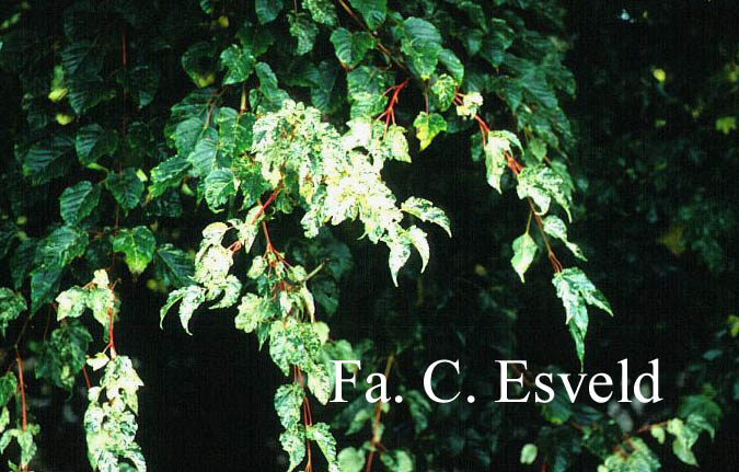 Acer rubescens 'Silver Cardinal'