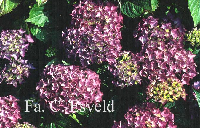 Hydrangea macrophylla 'Adria'