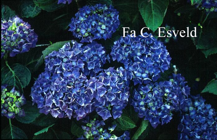 Hydrangea macrophylla 'Blauer Zwerg' (LAVBLAA)