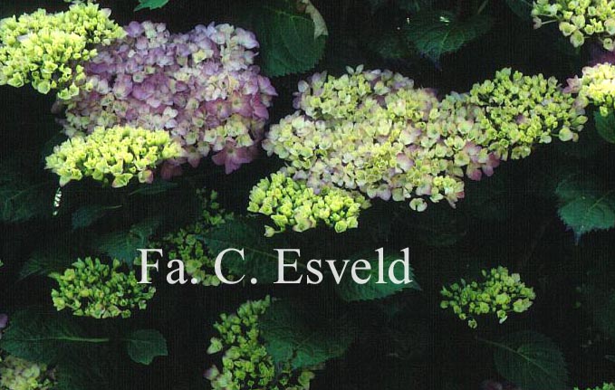 Hydrangea macrophylla 'Freudenstein'