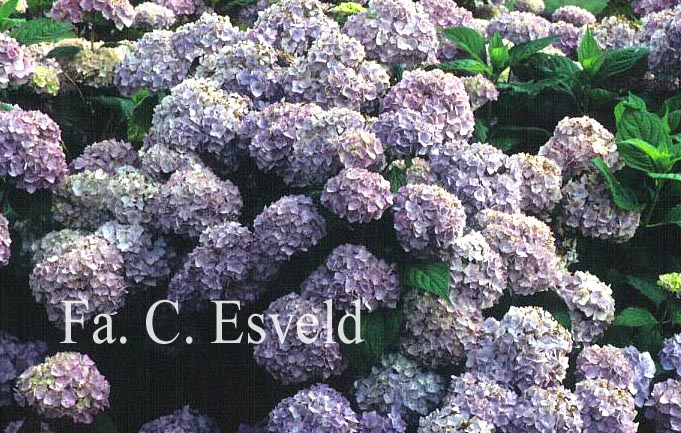 Hydrangea macrophylla 'Mein Liebling'