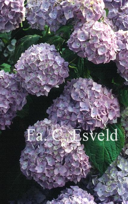 Hydrangea macrophylla 'Mein Liebling'