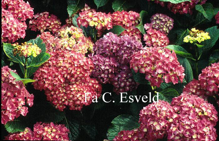 Hydrangea macrophylla 'Miss Belgium'