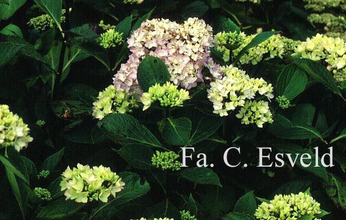 Hydrangea macrophylla 'Nigra'