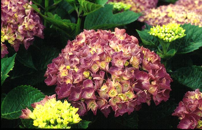 Hydrangea macrophylla 'Schöne Bautzenerin'