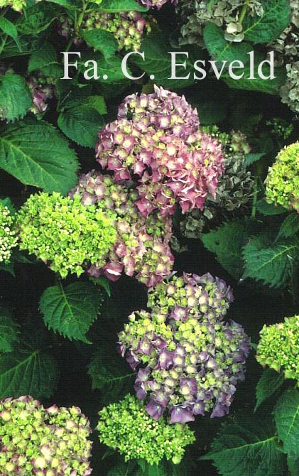 Hydrangea macrophylla 'R.F. Felton'