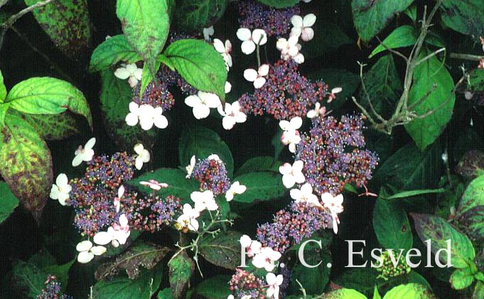 Hydrangea serrata oamacha