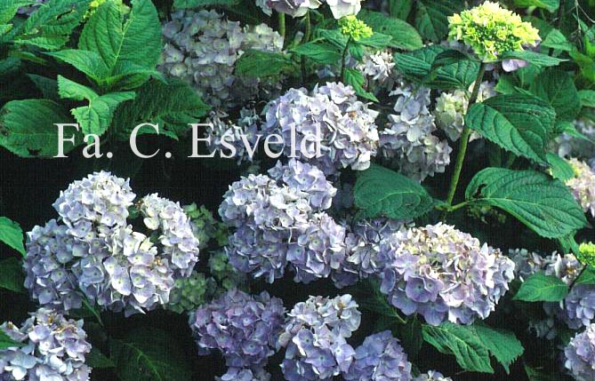 Hydrangea macrophylla 'Otaksa'