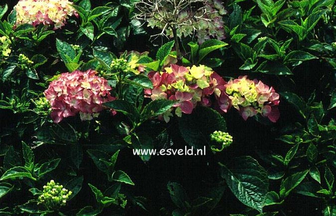 Hydrangea macrophylla 'Pia'