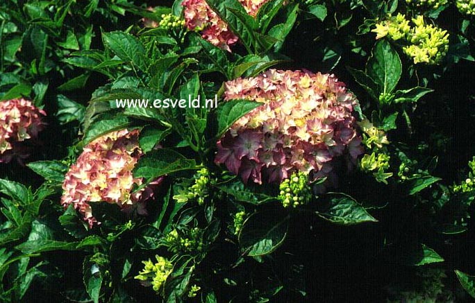 Hydrangea macrophylla 'Pia'