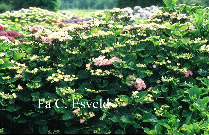 Hydrangea macrophylla 'Geisha'