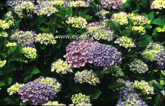 Hydrangea macrophylla 'Blue Danube'