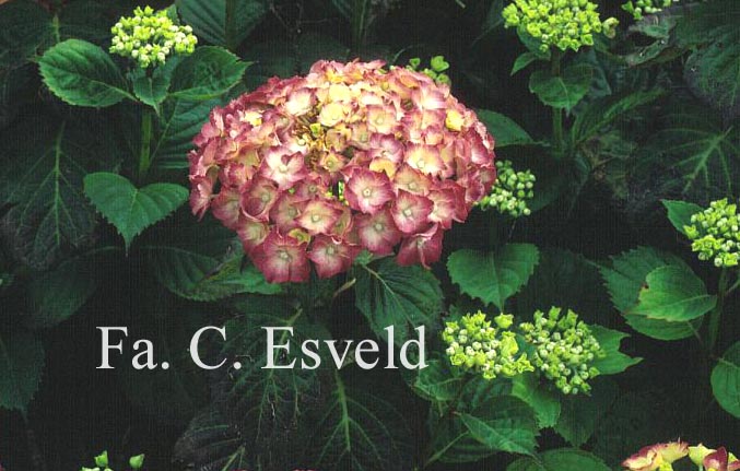 Hydrangea macrophylla 'Heinrich Seidel'