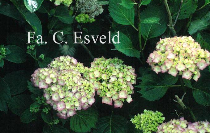 Hydrangea macrophylla 'Altona'