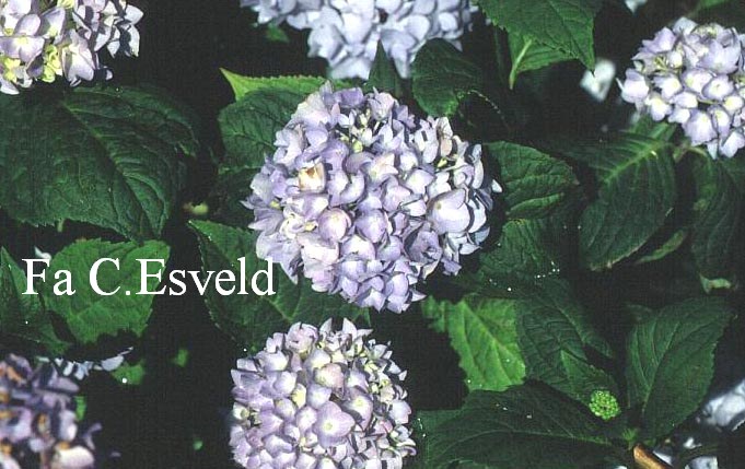 Hydrangea macrophylla 'Shin ozaki'