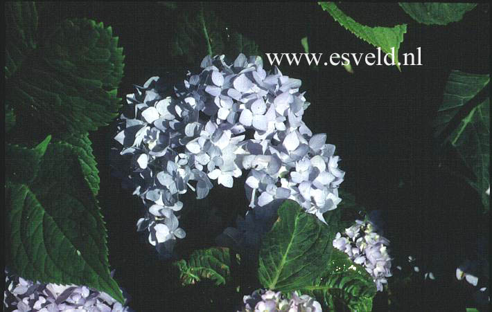 Hydrangea macrophylla 'Shin ozaki'