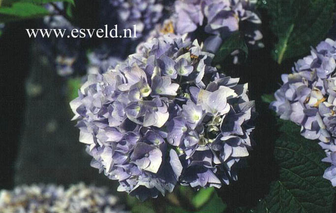 Hydrangea macrophylla 'Shin ozaki'