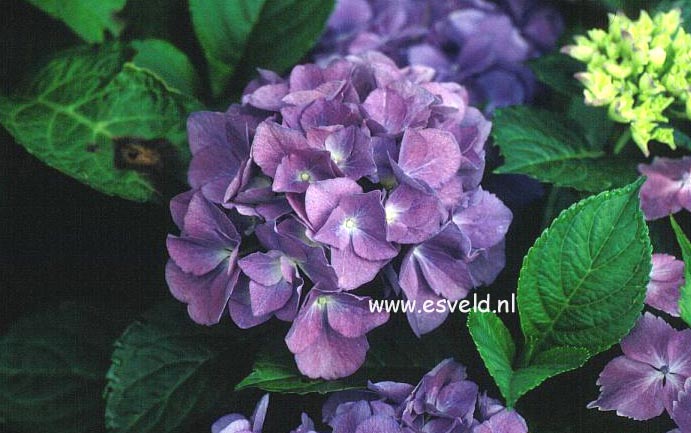 Hydrangea macrophylla 'Blauer Zwerg' (LAVBLAA)