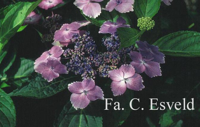 Hydrangea macrophylla 'Mariesii Lilacina'