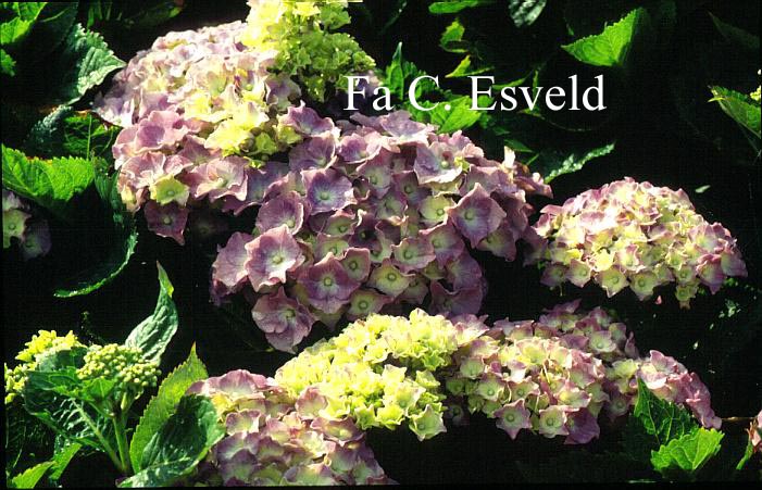 Hydrangea macrophylla 'Benelux'