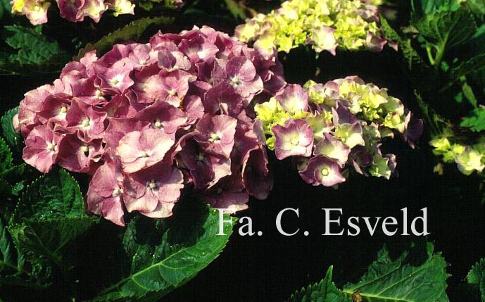 Hydrangea macrophylla 'Benelux'